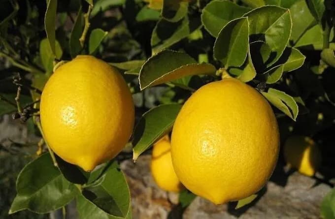 فروش لیمو شیرین